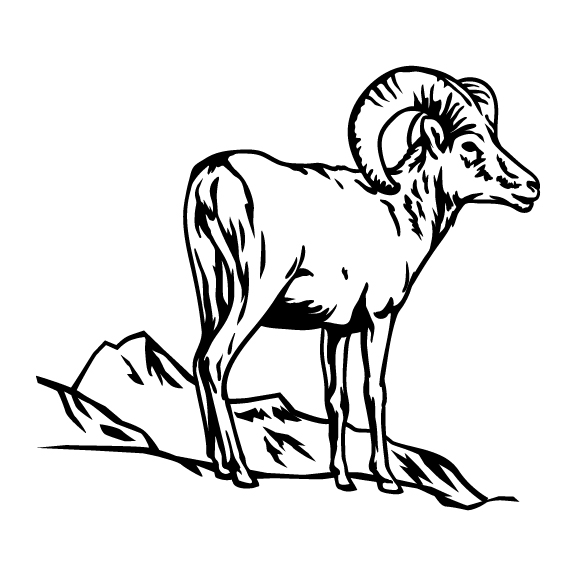 BIG HORN SHEEP 001