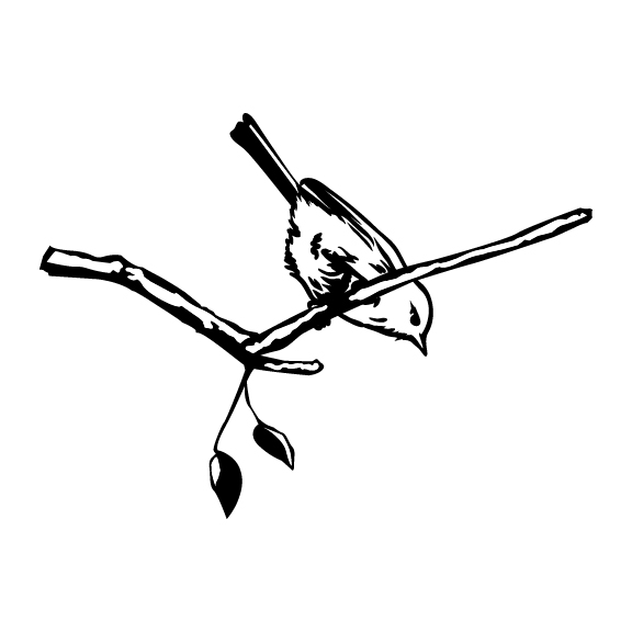 BIRDS 017