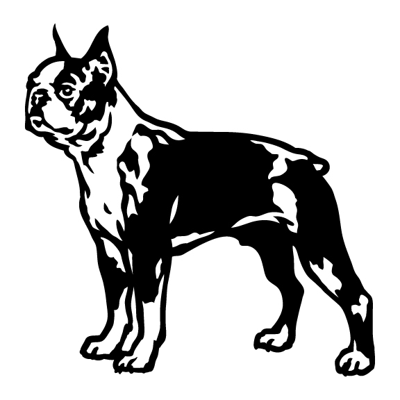 BOSTON TERRIERS 001