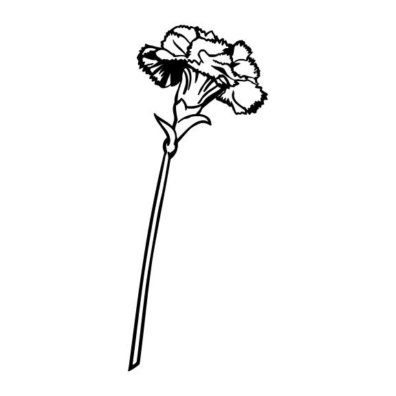 CARNATIONS 002