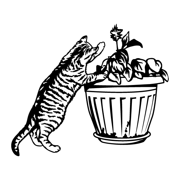 CATS 035