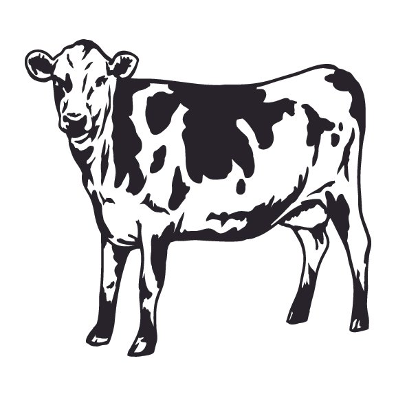 CATTLE 001