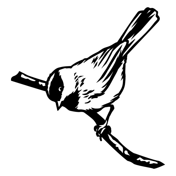 CHICKADEE 003