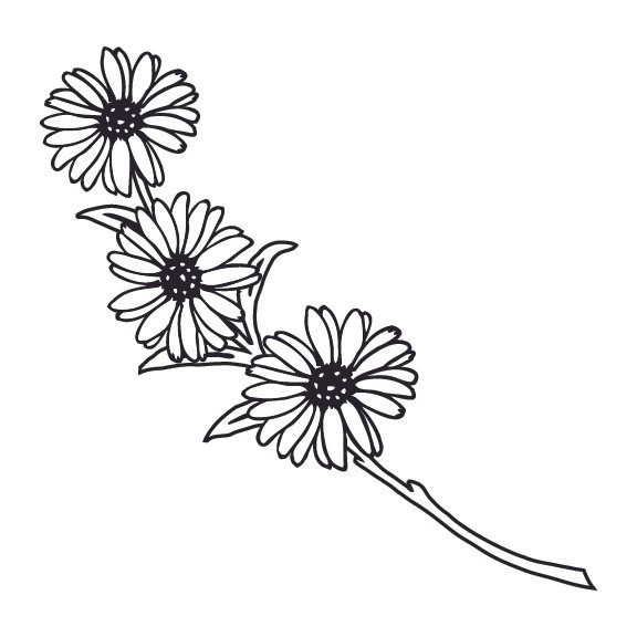 DAISIES 004
