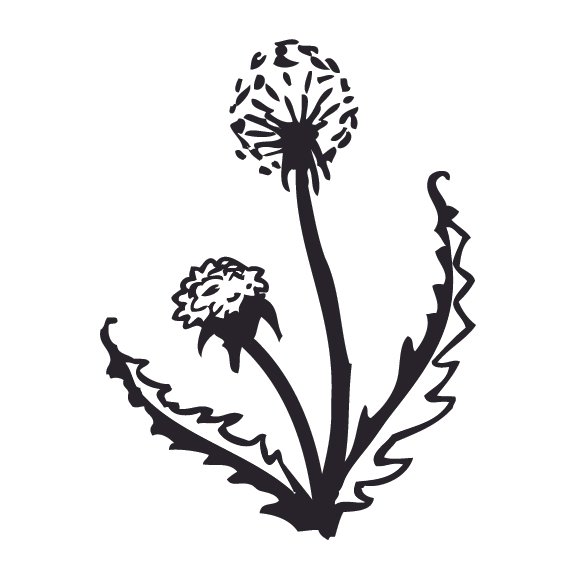 DANDELIONS 002