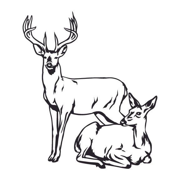 DEER 004