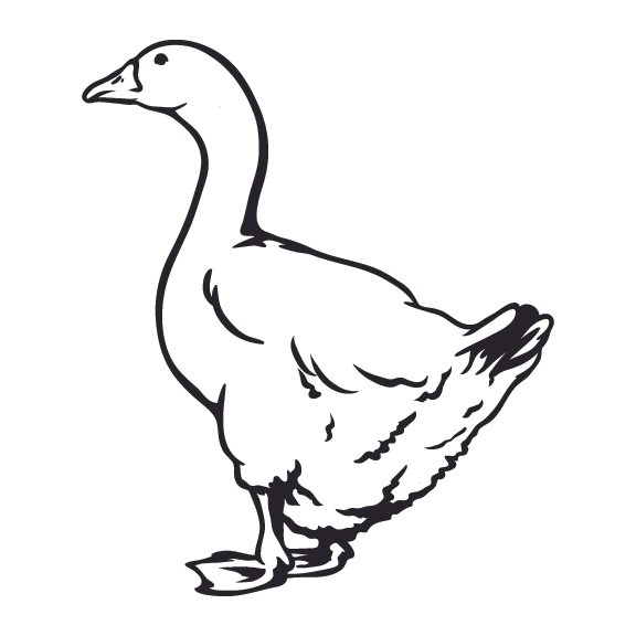 GEESE 003