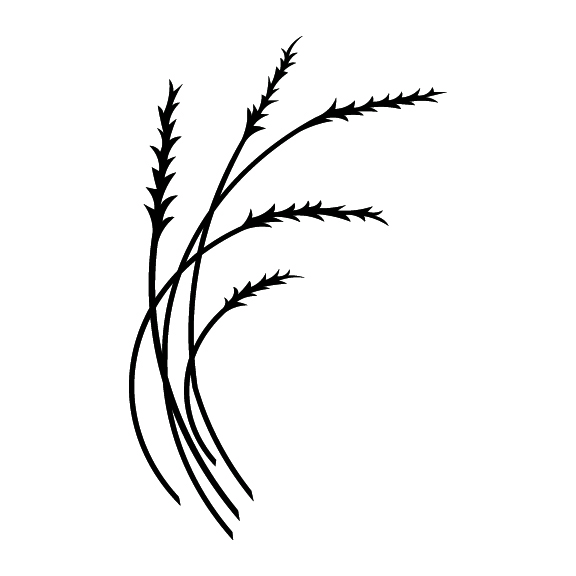WHEAT 015